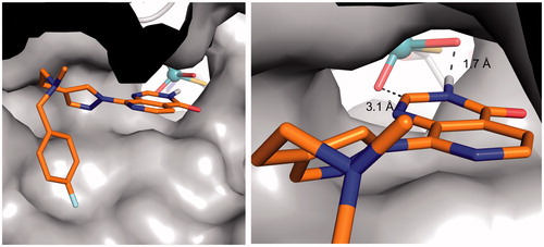 Figure 6. Proposed binding mode of compound 1 (orange sticks) in the human hAOX1 substrate binding site (PDB code 4uhw, grey surface), showing that the bulky C8-substituent can be accommodated in the AO protein. (left); close-up illustrating the proposed binding mode interactions (right).