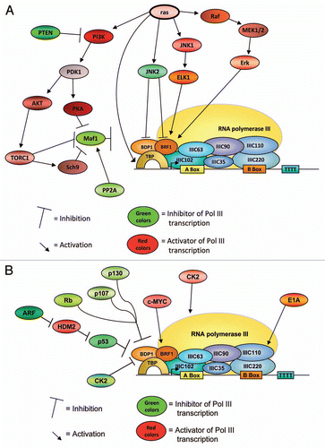 Figure 2 (A) Schematic representation of several regulatory pathways of mammalian RNA polymerase III transcription: Ras-dependent pathways. (B) Schematic representation of several regulatory pathways of mammalian RNA polymerase III transcription: Regulation of Pol III transcription by tumor suppressor and oncogene proteins.