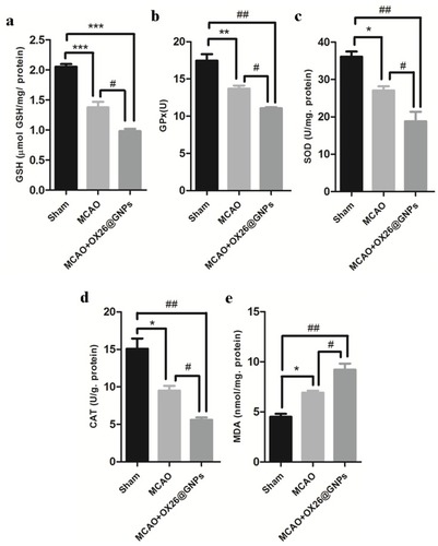 Figure 9 The effects of OX26@GNPs (500 μg/mL, i.v.) 24 h post-MCAO in experimental groups on: (A) GSH content, (B) GPx, (C) SOD, (D) CAT and (E) MDA in brain tissue under oxidative stress (***P<0.001, **P<0.01, *P<0.05, #P<0.05, ###P<0.001 and ## P<0.01 between indicated groups).