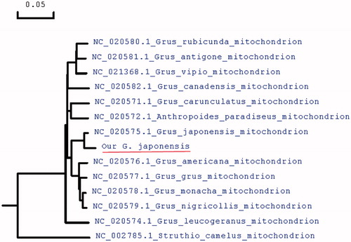 Figure 1. Molecular phylogeny of red-crowned crane and related species in Crane based on complete mitogenome. The complete mitogenomes are downloaded from GenEBank and the phylogenetic tree is constructed by maximum-likelihood method with 500 bootstrap replicates. The gene’s accession number for tree construction is listed in front of the species name.