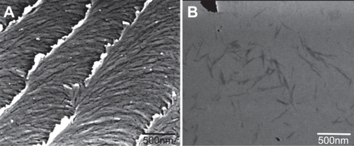 Figure 2 Scanning electron micrograph of a dried film of nanocrystalline cellulose (NCC) (A) and NCC crystallites in deionized distilled water (B).
