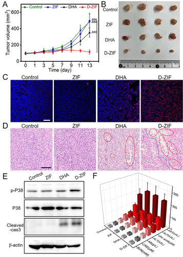 Figure 5 Antitumor activity and mechanism of D-ZIF in the subcutaneous tumor model. (A) Tumor growth is monitored and measured at different time points following the different treatments. Statistical analysis revealed a significant difference (n = 6, ***P < 0.001) compared to the D-ZIF group. (B) Macroscopic images of the excised tumors in different treatments. (C) TUNEL staining is performed on the excised tumor tissue sections to assess apoptotic cell death, Scale bar, 50 μm. (D) HE staining of the excised tumor tissue sections. Red circles indicated the tumor cell necrosis and blue line marked the tumor structure disintegrated. Scale bar, 100 μm. (E) Western blot of the excised tumors in different treatments. (F) The level of different biomarkers indicating liver and kidney function, and nutritional status after different treatments. Between-group changes were assessed using ANOVA with a threshold P=0.05.