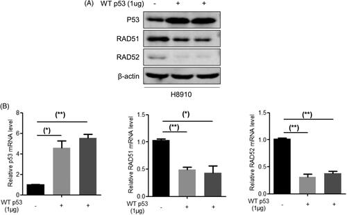 Figure 6. p53 negatively regulates the expression of RAD51 and RAD52 in human ovarian carcinoma cells. (A) Protein expression of RAD51, RAD52 and P53 were detected by western blotting assay in H8910 cells with the overexpression of p53. (B) mRNA expression of RAD51, RAD52 and P53 were tested by qRT-PCR analysis in H8910 cells with the overexpression of p53.