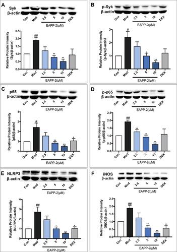 Figure 5 Effects of EAPP-2 on the expression of Syk (A), phosphorylated Syk (B), NF-κB p65 (C), phosphorylated NF-κB p65 (D), NLRP3 (E), and iNOS (F) in LPS-stimulated RAW264.7 macrophages (n=5). Data were shown as mean ± SEM; #P < 0.05 and ##P < 0.01 compared with the control group; *P < 0.05 and **P < 0.01 compared with the model group.