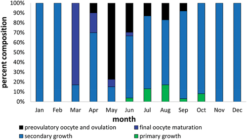 Figure 6. Percent composition of the number of Chinese sleeper (Perccottus glenii) female with ovary in particular classes of maturity in individual months of the calendar year from Wilanówka River.