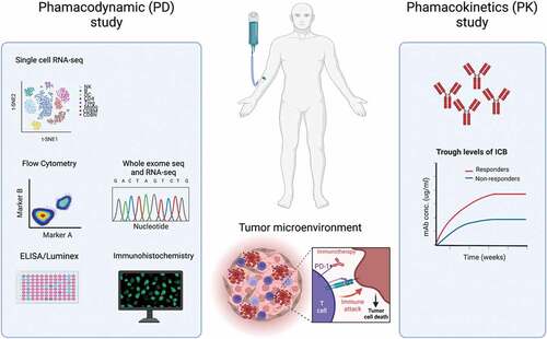 Figure 1. PK biomarkers as a novel class of biomarkers. The potential of PK markers has been overlooked. With establishment of reliable and versatile assay formats, PK markers may synergize with PD markers to deepen our understanding of treatment resistance. This figure was created with BioRender.Com.