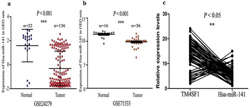 Figure 3. Down-regulation of hsa-miR-141 expression, and inverse correlation with TM4SF1 in pancreatic cancer tissues. (a) and (b) The level of hsa-miR-141 was downregulated in 136 and 36 pancreatic cancer tissues samples (Tumor) compared with that of 22 and 16 normal tissue (Normal) in the GEO profile datasets. (c) Association between miR-141 and TM4SF1 expression in our 90 cases of pancreatic cancer tissue samples. The data show that hsa-miR-141 expression was inversely associated with TM4SF1 expression in pancreatic cancer tissue samples.