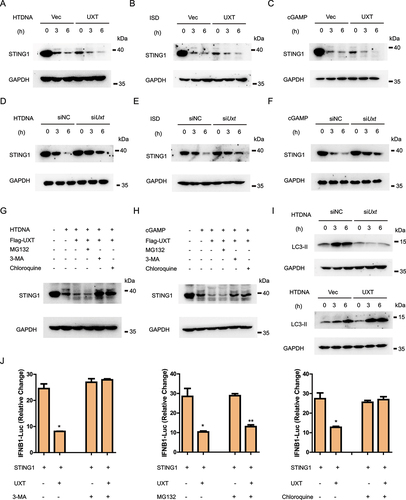 Figure 5. UXT promotes autophagic degradation of STING1. (A) MEFs transfected control vectors (Vec) or UXT expression plasmids (UXT) were stimulated with HTDNA (2 μg per well) for 0, 3, 6 h respectively. Then, Cell lysates were collected for western blot analysis of STING1 and GAPDH. (B) MEFs transfected control vectors (Vec) or UXT expression plasmids (UXT) were stimulated with ISD (2 μg per well) for 0, 3, 6 h respectively. Then, Cell lysates were collected for western blot analysis of STING1 and GAPDH. (C) MEFs transfected control vectors (Vec) or UXT expression plasmids (UXT) were stimulated with cGAMP (1 μg per well) for 0, 3, 6 h respectively. Then, Cell lysates were collected for western blot analysis of STING1 and GAPDH. (D) MEFs transfected negative control (NC) or Uxt siRNAs were stimulated with HTDNA (2 μg per well) for 0, 3, 6 h respectively. Then, Cell lysates were collected for western blot analysis of STING1 and GAPDH. (E) MEFs transfected negative control (NC) or Uxt siRNAs were stimulated with ISD (2 μg per well) for 0, 3, 6 h respectively. Then, Cell lysates were collected for western blot analysis of STING1 and GAPDH. (F) MEFs transfected negative control (NC) or Uxt siRNAs were stimulated with cGAMP (1 μg per well) for 0, 3, 6 h respectively. Then, Cell lysates were collected for western blot analysis of STING1 and GAPDH. (G) MEFs transfected control vectors (Vec) or UXT expression plasmids (UXT) were stimulated with HTDNA (2 μg per well) for 0, 3 h respectively, followed by the treatment of mock, MG132 (10 μM), chloroquine (50 μM), or 3-MA (10 mM). Then, Cell lysates were collected for western blot analysis of STING1 and GAPDH. (H) MEFs transfected control vectors (Vec) or UXT expression plasmids (UXT) were stimulated with cGAMP (1 μg per well) for 0, 3 h respectively, followed by the treatment of mock, MG132 (10 μM), chloroquine (50 μM), or 3-MA (10 mM). Then, Cell lysates were collected for western blot analysis of STING1 and GAPDH. (I) MEFs transfected negative control (NC) or Uxt siRNAs and control vectors (Vec) or UXT expression plasmids (UXT) were stimulated with HTDNA (2 μg per well) for 0, 3, 6 h respectively. Then, Cell lysates were collected for western blot analysis of LC3-II and GAPDH. (J) Luciferase activity in HEK293 cells transfected with an IFNB luciferase reporter, together with STING1 and an empty vector or UXT expressed plasmids, followed by the treatment of mock, MG132 (10 μM), chloroquine (50 μM), or 3-MA (10 mM). The firefly- and renilla luciferase signals were detected with Dual Glo® luciferase assay (Promega). Graphs show the mean ± SEM, and the data shown are representative of three independent experiments. *p < 0.05; **p < 0.01; ***p < 0.001 (Two-tailed t-test).