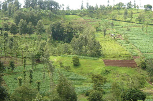 Figure 2 Relatively steep slopes in the upper part of the Tana Basin in Kenya where tea and coffee are grown. Erosion is a problem here because of limited soil conservation measures.