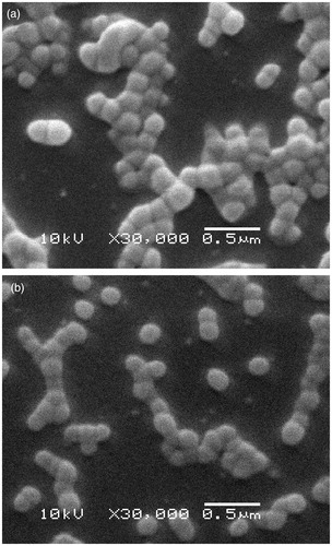 Figure 1. SEM images of (A) PBCA (drug-free) and (B) EPI-PBCA (drug-loaded) nanoparticles (scale bar represents 0.5 μm).