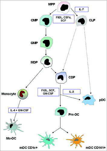 Figure 1. DC development. This illustration summarizes the current model of the developmental pathways of both myeloid and plasmacytoid DCs. Dashed lines indicate pathways that are likely but not yet definitively shown to operate in DC development. In humans, equivalents of mouse MDP, CDP, and pre-DC have not been found. Cytokines that are important in each transition are indicated. Abbreviations: MPP, multi potential progenitor; CMP, common myeloid progenitor; CLP, common lymphoid progenitor; MDP, macrophage DC progenitor; CDP, common DC progenitor; pre-DC, circulating DC progenitor; pDC, plasmacytoid DC; mDC, myeloid DC; Mo-DC, monocyte-derived DC.