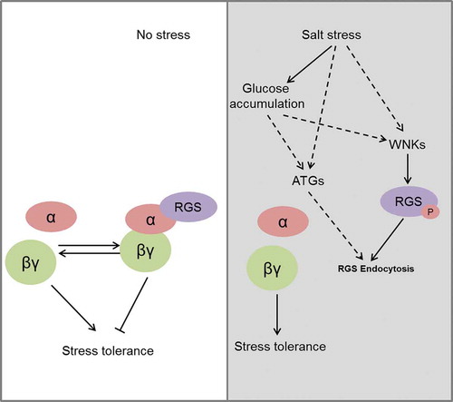Figure 5. A possible model for RGS-regulated G-protein signaling in response to salt stress.(a) Under normal conditions, the inactivated and activated states of G-proteins are balanced, and Gα and Gβγ subunits perform negative and positive roles, respectively, in plant response to salt stress. (b) When plants are exposed to salt stress, the accumulation of D-glucose and ATG proteins are induced, and WNK proteins are also recruited. This leads to the endocytosis of RGS and the dissociation of heterotrimeric G-proteins. Gβγ dimers eventually promote plant tolerance to salt stress.