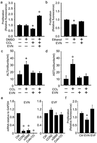 Figure 7. Effects of EVN on HSC or hepatocytes in vitro. AML12 cells were serum-starved for 12 h and then exposed for 48 h to (a,c,d) 20 mM CCl4 (in 0.1% DMSO) or DMSO carrier (0.1%) or (b) 50 mM ethanol for 48 h, with or without EVN (8 μg/ml) for the final 24 h after which (a,b) cell proliferation was assessed by CyQUANT® assay or (c,d) ALT and AST were assessed in the conditioned medium. (e) Effect on CCN2, αSMA or collagen α1(I) expression after 24 h treatment of serum-starved D9 HSC with EVN (8 μg/ml) (left) or EVF (right); (f) CyQUANT® assay of serum-starved P3 HSC after treatment of the cells for 24 h with EVN or EVF (8 μg/ml). n = 4 independent experiments performed in triplicate. *P < 0.01, +P < 0.05 versus control.
