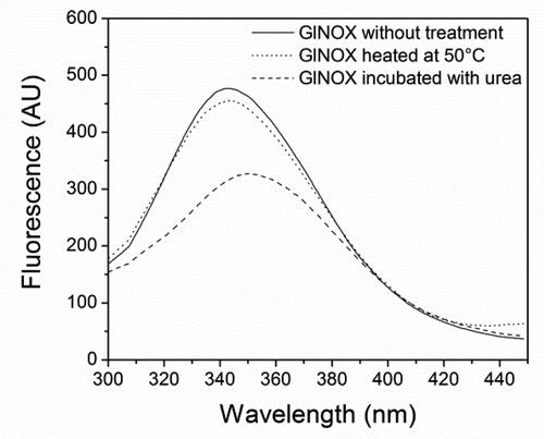 Figure 4. Intrinsic protein fluorescence of GlNOX without treatment, heated at 50 °C for 30 min or incubated with urea 4 mol/L for 2 h.