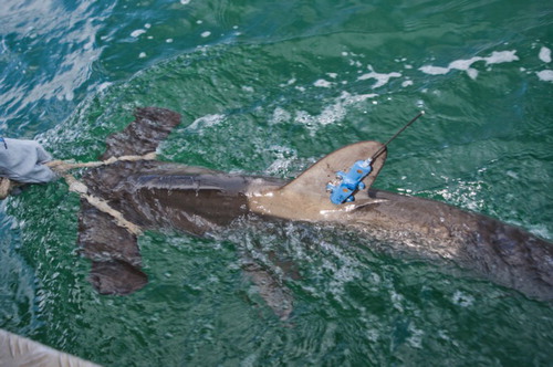 Figure 2. SPOT-tagged hammerhead shark (Sphyrna zygaena, Shark 4, 1.39 m female) about to be released. Note the soft, braided, double-loop, rope bridle used to support and restrain the head while the vessel motors slowly forward.