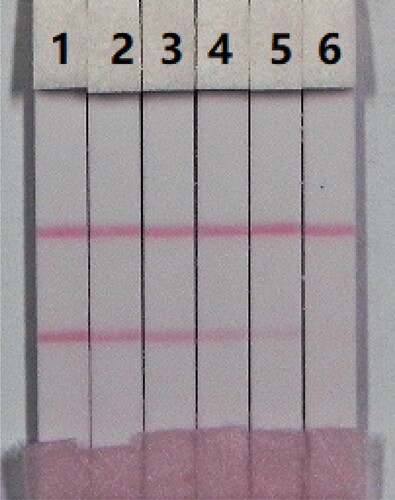 Figure 6. Colloidal gold immunochromatographic for PRC in 0.01 M PBS (pH 7.4). PRC concentration: 1 = 0 ng/mL; 2 = 0.05 ng/mL; 3 = 0.1 ng/mL; 4 = 0.25 ng/mL; 5 = 0.5 ng/mL; and 6 = 1 ng/mL.