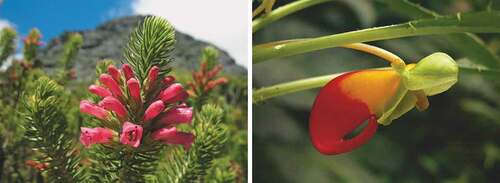 Figure 7. Species of genera in which Quaternary speciation occurred in Africa. Left: Erica abietina (Photographic credit: Michael D. Pirie); Right: Impatiens niamniamensis (Photographic credit: Cbaile 19; CC0 1.0).