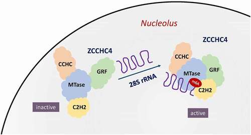 Figure 4. ZCCHC4 as RNA m6A methyltransferase methylates human 28S rRNA. By recognizing a stem-loop structure inherent in the human 28S rRNA, ZCCHC4 is activated to form a multi-domain RNA-binding surface. The integrated RNA-binding platform of ZCCHC4 is composed of a methyltransferase (MTase) domain, an N-terminal GRF-type and C2H2 zinc finger domains, and a C- terminal CCHC domain