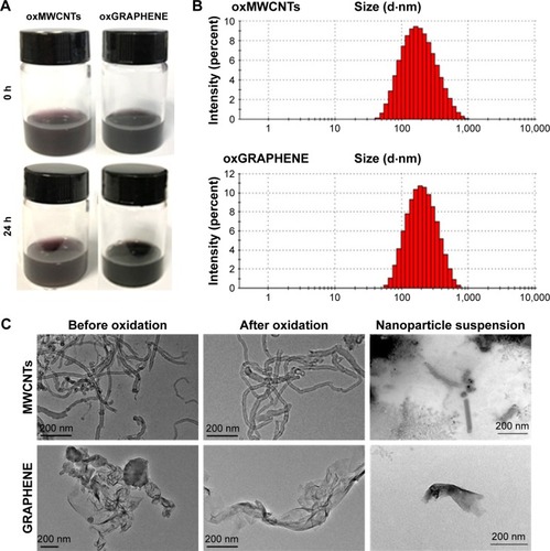 Figure 2 Appearance of oxMWCNT and oxGRAPHENE dispersions (25 μg/mL) (A). (B) Size distribution of the nanocarbon dispersion. (C) TEM images of MWCNTs and GRAPHENE before and after oxidation. The nanoparticle suspension after ultrasonic dispersion of oxMWCNTs and oxGRAPHENE was also indicated in the last line.Abbreviations: MWCNTs, multi-walled carbon nanotubes; TEM, transmission electron microscopy.