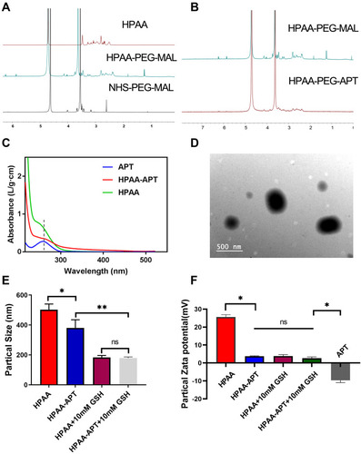 Figure 1 Synthesis and characterization of HPAA derivatives (A) 1H NMR spectra of HPAA, HPAA-PEG-MAL and NHS-PEG-MAL. (B) 1H NMR spectrum of HPAA-PEG-MAL and HPAA-PEG-APT. (C) UV-Vis spectrum of APT, HPAA-APT and HPAA. (D) TEM image of HPAA complexes. (E) Particle sizes and (F) potentials of HPAA derivatives (n=3) incubated with or without GSH. *p<0.05, **p<0.05.