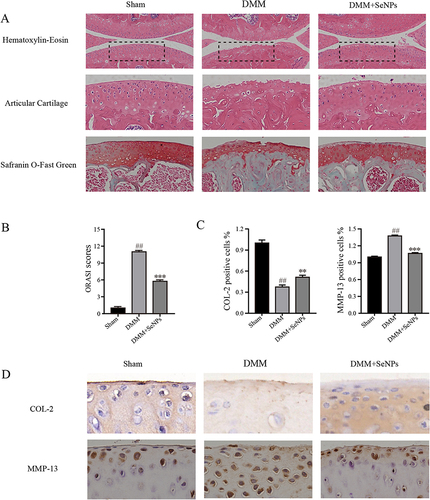 Figure 7 SeNPs alleviated the development of OA in a surgically induced mouse DMM model. (A) Histological analysis was performed by safranin O staining, Haematoxylin-Eosin, and evaluation of OA. Stain, H-E, safranin O, magnification, 10×; scale bar, 200 μm. (B) Sham surgery, DMM, and DMM + SeNPs were scored by the International Society for Osteoarthritis Research (OARSI). (C and D) The effects of SeNPs on cartilage matrix degradation in OA model mice were evaluated by immunohistochemistry of COL-2 and MMP‐13. Stain, immunohistochemistry, magnification, 40×; scale bar, 50 μm. All data are presented as mean ± standard deviation (n=10). ##P < 0.0001 vs Sham group; **P < 0.01 vs DMM group; ***P < 0.001 vs DMM group.