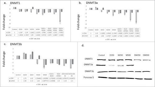 Figure 2. The combination therapy represses DNMT isoforms gene expression. CEM and Jurkat cell lines were treated with the single agents and the combination for 48 h followed by RNA extraction and quantitative real time RT-PCR using gene specific primers for the 3 DNMT isoforms DNMT1 (a), DNMT3a (b), and DNMT3b (c). The alphanumeric characters represent the name of the drug and the concentration in nM, where ‘D’ represents DAC and ‘M’ represents DMC. For instance, D100 represents DAC 100 nM and D250 + M500 represents the combination of DAC 250 nM and DMC 500 nM. Data represent the mean ± SD for 3 replicates. d. CEM cells treated with single agents and the combination for 48 h followed by nuclear protein extraction and protein gel blotting.