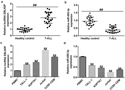 Figure 2. LncRNA EBLN3P was upregulated, while miR-655-3p was downregulated in clinical samples of T-ALL patients and T-ALL cell lines.