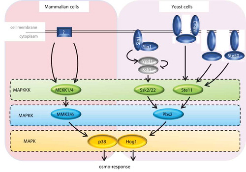 Figure 1. Schematic representation of the HOG and p38 SAPK pathways. In mammalian cells (left panel), the sensors are unclear. In budding yeast (right panel), two independent osmosensing mechanisms, the Sln1 and Sho1 branches, converge in the MAPK module. Activation of the sensors leads to the phosphorylation of the MAPK (p38 and Hog1) by specific MAPKKK and MAPKK, triggering the osmo-adaptive response by phosphorylation of multiple substrates.