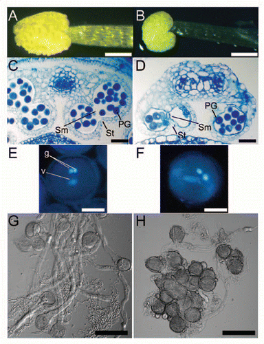 Figure 2 Triple mutant anthers did not dehisce. Pollen of the triple mutant was morphologically normal, but less fraction of pollen, when compared to wild-type, germinated in vitro. (A and B) Anthers removed from open flowers. (A) Wild-type anther. (B) Triple-mutant anther. Bars = 200 µm. (C and D) Transverse sections of anthers. (C) A wild-type anther from a flower immediately before opening. (D) A triple-mutant anther at a similar stage as in (C). In wild-type anthers, the septum (sm) and stomium (st) degenerated, which allow release of pollen grains, whereas in mutant anthers, the septum and stomium did not degenerate. PG, pollen grain. Bars = 50 µm. (E and F) Pollen grains stained with 4′,6-diamidino-2-phenylindole. One vegetative (v) and two generative (g) nuclei were observed in both wild-type (E) and triple-mutant (F) pollen grains. Bars = 10 µm. (G and H) In vitro germination of pollen. (G) Wild type. (H) Triple mutant. Triple-mutant grains germinated less frequently than wild-type, and germinating pollen tubes were shorter than those of wild type. Bars = 50 µm.