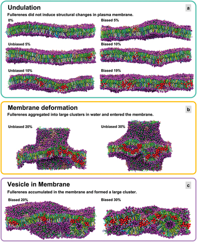 Figure 4. Side view of the plasma membrane with incorporated fullerenes, reproduced with permission from Nisoh et al [Citation19]. (a) Undulation in the plasma membrane. (b) Plasma membrane deformation. (c) Vesicle in the plasma membrane.