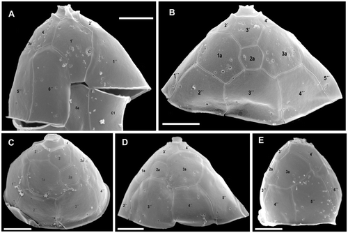 Fig. 3. Azadinium spinosum. SEM micrographs of epithecal plates from different cells in (A) ventral view; (B) mid-dorsal view; (C) right dorsal view; (D) left dorsal view; (E) left-lateral view. Abbreviation: Sa: anterior sulcal plate. Scale bars: 2 µm.