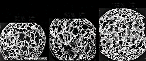 Figure 7 Characteristic SEM of expanded starch-based extrudates with 0.45 wt% SC-CO2 injection using SCFX system with die diameter of 4.50mm. SEM were taken at 32× magnification.
