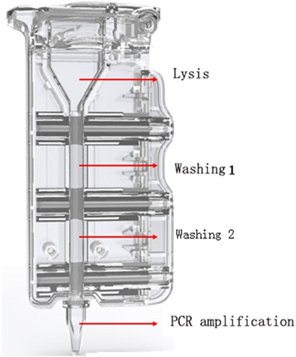 Figure 1. Schematic of AIGS cartridge. The cartridge consists of the lysis area, washing area 1, washing area 2, and PCR amplification area; adjacent areas are separated by silicone oil and a plunger seal. The virus was lysed with detergent in the lysis area, and DNA/RNA bound to the magnetic beads under the high-salt conditions in the lysate. The magnet inside the instrument attracted the magnetic beads and pulled them into washing areas 1 and 2 for RNA/DNA extraction. Finally, the magnetic beads were dragged into the PCR amplification area for nucleic acids amplification and detection.
