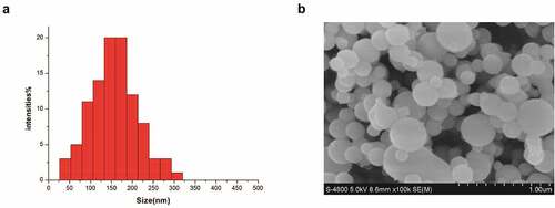 Figure 1. S-UNL-E particle size analysis and morphologic observation. (a) Results of particle size analysis. (b) S-UNL-E particle observation by scanning electronmicroscopy.