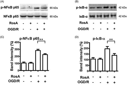 Figure 9. RosA reduced the protein levels of p-NFκB and p-IκB-α. (A) RosA reduced the protein level of p-NFκB. (B) Statistical results of RosA reducing the protein level of p-NFκB. (C) RosA reduced the protein levels of p-IκB-α. (D) Statistical results of RosA reducing the protein level of p-IκB-α. Data are expressed as the mean ± S.D. (n = 3). Significance was determined by ANOVA followed by Tukey’s test. **p < 0.01 vs. Vehicle + OGD/R.