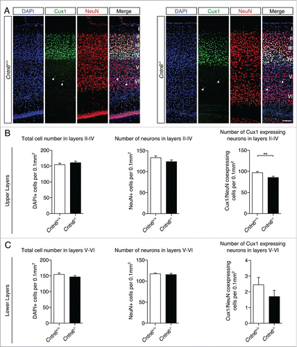 Figure 4. Upper layer projection neurons in Cntn6-deficient mice. (A) Representative images of Cux1 expression (green) in layers II-IV of the visual cortex together with NeuN (red) in adult wild-type and Cntn6−/− mice. DAPI is in blue. The arrowheads show displaced Cux1+ cells in lower cortical layers. The scale bar represents 100 μm. (B) Quantitative analysis of the upper layers (layers II-IV) did not show differences in total cell number and total neuron number, but did show a significant decrease in the number of Cux1+ neurons in adult Cntn6−/− mice compared to wild-type mice. (C) Quantitative analysis of the lower layers (layers V-VI) did not show differences in total number of cells and neurons, and in the Cux1+ neurons in adult Cntn6−/− mice compared to wild-type mice. Analysis was performed on at least two sections per brain from wild-type and Cntn6−/− adult mice (n = 5 per genotype) using unpaired Student's t test and one-way ANOVA. Data are presented as mean ±SEM. **, p < 0.01.