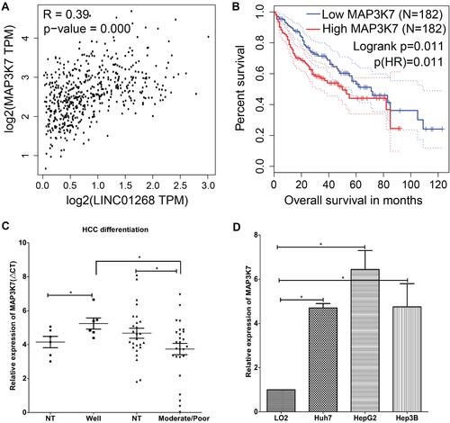 Figure 5 LINC01268 and MAP3K7 gene expressions are linked to drive HCC progression. (A) Positive Pearson coefficient between LINC01268 and MAP3K7 was extracted through GEPIA analysis (http://gepia.cancer-pku.cn) under the correlation mode by choosing liver hepatocellular carcinoma (LIHC) tumor and LIHC normal. High expression of MAP3K7 is related to poor HCC patient overall survival (B), moderate/poor differentiation of HCC (C), and observed in the selected human HCC cell lines (D). Included in the LINC01268 expression assay were a normal human hepatic cell line (LO2) for comparison and three human HCC cell lines (Huh7, HepG2 and Hep3B). The histograms in D showed the mean ± SD of three independent experiments. β-ACTIN served as an internal control in RT-qPCR. *p<0.05, Student’s t-test.