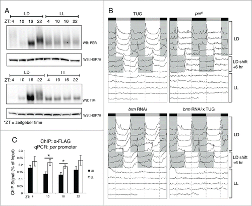 Figure 4. Disruption in PER and TIM expression using constant light treatment (LL) affects BRM localization at circadian promoters. (A) Verification that circadian rhythms in PER (top panel) and TIM (bottom panel) accumulation and post-translational modifications are abolished in LL conditions. Protein expression patterns in control flies that were entrained for 3 d in 12hr light: 12 hr dark conditions at 25°C are compared to flies subjected to constant light conditions (LL) for one day following 3 d of LD entrainment. Protein was extracted from fly heads as described in Kwok et al.Citation36 and resolved by SDS-PAGE. Antibodies against PER and TIM have been previously described.Citation36 Loading was normalized using anti-HSP70 (Sigma, St. Louis, MO). (B) Locomotor activity rhythms verify loss of rhythmicity in LL conditions. Male flies were subjected to locomotor activity assays using the Drosophila Activity Monitoring System (DAMS) (Trikinetics, Waltham, MA) as described in Chiu et al.Citation44 Flies were entrained for 4 d in 12hr light: 12 hr dark conditions. On the fifth day, LD conditions were shifted +6 h to confirm that flies did not exhibit entrainment defects. Starting the 8th day, flies held in LL conditions and periodicity of the clock was assessed. Shaded areas = lights-off. TUG = tim-(UAS)-Gal4 driver.Citation70 (C) Chromatin immunoprecipitation (ChIP) assay showing BRM localization to the per promoter in LD vs. LL conditions. Transgenic flies expressing BRM-FLAG driven by TUG were harvested at the 4 indicated time points (ZT) in either LD or LL conditions. α-FLAG (Sigma, St. Louis, MO) was used in ChIP-qPCR experiments as described in Kwok et al.Citation36 Data shown are from 3 biological replicates with technical triplicates performed during qPCR. Error bars = SEM for biological replicates (n = 3). Two-tailed t-tests were used to determine statistical differences (P < 0.05) between LD and LL treatments at each ZT. Asterisks denote significant difference observed (P < 0.05). Experimental procedures for ChIP-qPCR are detailed in Kwok et al.Citation36