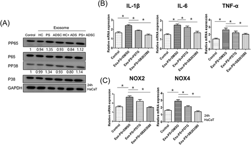 Figure 5 Psoriasis serum-derived exosomes induced proinflammatory cytokine and oxidative stress production via P65/NF-κB and P38/MAPK signaling. (A) The phosphorylation levels of P65 and P38 in exosome-treated HaCaT cells detected by Western blot. The relative expression was normalized to GAPDH. The results are representative of three independent experiments. HC, healthy control serum; PS, psoriasis patient serum; ADSCs, adipose-derived stem cells; GAPDH, glyceraldehyde 3-phosphate dehydrogenase. (B and C) The mRNA expression of IL-1β, IL-6, TNF-α, NOX2, and NOX4 in HaCaT cells pretreated with or without P65 or P38 inhibitors and treated with psoriasis serum-derived exosomes. HaCaT cells were pretreated with chemical inhibitors for P65 [pyrrolidine dithiocarbamate (PDTC)] and P38 (SB203580) for 1 h and then stimulated by PS exosomes for 24 h, followed by qPCR for genes including IL-1β, IL-6, TNF-α, NOX2, and NOX4. Statistical significance was determined by the one-way analysis of variance with Tukey’s post-hoc test. Data represent the mean ± S.D. of 3 independent experiments. *P < 0.05.