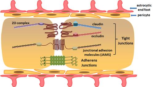 Figure 1 Cellular and molecular structure of blood–spinal cord barrier.