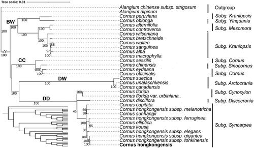 Figure 3. A maximum-likelihood (ML) based phylogenetic tree of C. hongkongensis and related Cornus species. The cladogram was shown in the lower left corner. The scale bar represents the number of nucleotide substitutions per site. The numbers on each node indicated the ML bootstrap support with 1000 replicates. The subgenus is labeled next to the species name. The bold font indicates that genus Cornus was classified into four major clades: the big-bracted (BB) group, the dwarf dogwoods (DW), the cornelian cherries (CC), and the blue- or white-fruited group (BW). The following sequences were used: Alangium alpinum (MG525003.1) (Fu et al. Citation2017), Alangium chinense subsp. strigosum (OR197702.1) (Yang et al. Citation2022), Cornus peruviana (NC_044825.1) (Fu et al. Citation2019), Cornus oblonga (NC_044811.1) (Fu et al. Citation2019), Cornus alternifolia (NC_044812.1) (Fu et al. Citation2019), Cornus controversa (NC_030260.1), Cornus wilsoniana (NC_063837.1), Cornus bretschneideri (NC_060800.1) (Li et al. Citation2020), Cornus walteri (NC_058318.1), Cornus sanguinea (NC_044817.1) (Fu et al. Citation2019), Cornus alba (NC_059720.1) (Yuan et al. Citation2021), Cornus macrophylla (NC_044810.1) (Fu et al. Citation2019), Cornus sessilis (NC_044814.1) (Fu et al. Citation2019), Cornus chinensis (NC_044815.1) (Fu et al. Citation2019), Cornus eydeana (NC_044816.1) (Fu et al. Citation2019), Cornus officinalis (NC_042746.1), Cornus suecica (NC_044823.1) (Fu et al. Citation2019), Cornus unalaschkensis (NC_044824.1) (Fu et al. Citation2019), Cornus canadensis (NC_044822.1) (Fu et al. Citation2019), Cornus disciflora (NC_044819.1) (Fu et al. Citation2019), Cornus florida (NC_044820.1) (Fu et al. Citation2019), Cornus florida var. urbiniana (MN380671.1) (Fu et al. Citation2019), Cornus sunhangii (NC_060994.1) (Lv et al. Citation2019), Cornus capitata (MG524998.1) (Fu et al. Citation2017), Cornus hongkongensis (OR545260.1), Cornus elliptica (NC_056267.1) (Lu et al. Citation2021), Cornus kousa (NC_044818.1) (Fu et al. Citation2019), Cornus hongkongensis subsp. Gigantea (OR597583.1), Cornus hongkongensis subsp. Tonkinensis (OR597581.1), Cornus hongkongensis subsp. Elegans (OR597582.1), Cornus hongkongensis subsp. Ferruginea (OR597579.1), and Cornus hongkongensis subsp. Melanotricha (OR597580.1).