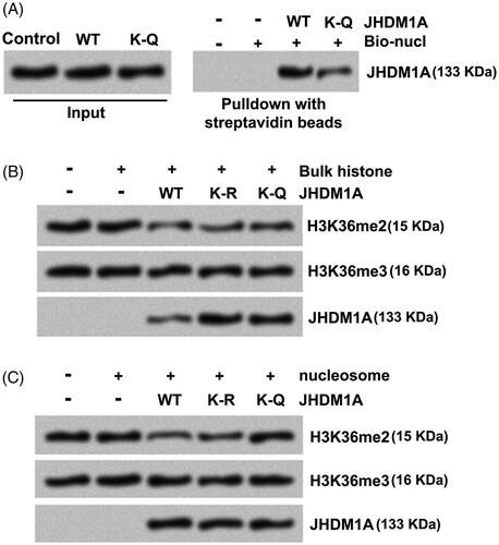 Figure 3. Acetylation of JHDM1A disrupted its binding to nucleosomes and demethylation of H3K36me2. (A) Recombinant core histones and biotin-labeled DNA (Bio-nucl) were utilized for reconstituting nucleosome. WT or K-Q mutated JHDM1A was mixed with reconstituted nucleosomes. Immunoblotting assay with anti-JHDM1A antibody showed that the binding of K-Q mutated JHDM1A to nucleosomes was reduced in vitro. (B) WT or K-Q, K-R mutated JHDM1A was incubated with bulk histone. Immunoblotting assay with anti-H3K36me2 antibody, anti-H3K36me3 antibody or anti-JHDM1A antibody showed that the acetylation status of JHDM1A had no influences on its ability to demethylate H3K36 in bulk histones in vitro. H3K36me3 level was used as a loading control. (C) WT or K-Q, K-R mutated JHDM1A was incubated with mononucleosomes isolated from MG-63 cells. Immunoblotting assay with anti-H3K36me2 antibody, anti-H3K36me3 antibody or anti-JHDM1A antibody showed that the K-Q mutated JHDM1A could not demethylate H3K36 in mononucleosomes. H3K36me3 level was used as a loading control.