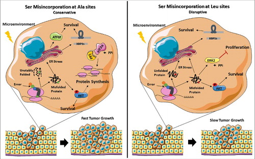 Figure 8. Representation of the stress response induced by misreading tRNAs. The mutant misreading tRNAs expressed in NIH3T3 cells exposed to microenvironment stimuli in vivo induce ER stress and activation of the Akt pathway. These events lead to UPR activation, increasing the cells capacity to thrive under stress. In tRNASer(Ala) expressing cells where eIF2α-P is downregulated by upregulation of PP1α catalytic subunit there is derepression of protein synthesis which accelerates tumor growth. On the other hand, tRNASer(Leu) show downregulation of ERK2, which has been correlated with decreased cellular proliferation, leading to slow tumor growth. Adapted from Servier Medical Art collection (http://www.servier.com).