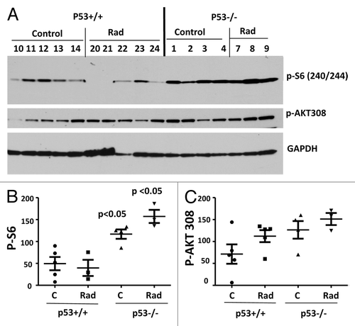 Figure 1. Levels of p-S6 and p-AKT in the hearts of normal (p53+/+) and p53-knockout (p53−/−) mice. (A) Immunoblot analysis of protein lysates from the hearts of 3.5-mo-old normal (p53+/+) and p53-knockout (p53−/−) mice, which were untreated (control) or irradiated with 10 gray (Rad), fasted overnight, and sacrificed. Numbers indicate individual mice. (B and C) Quantitave analysis of the data shown in (A). Quantified intensities of phosphorylated S6 (p-S6) signal (left panel) and signal of AKT phosphorylated at Thr308 (right panel) presented as mean ± SE. P values indicate statistically significant difference in p-S6 levels between p53+/+ vs p53−/− mice.
