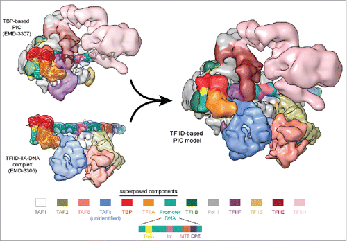 Figure 3. Model of the TFIID-based PIC. Superposition of the common elements in the TBP-based PIC (upper left) and the TFIID–IIA–DNA complex (lower left). Superposition of TBP, TFIIA and promoter DNA (shown in ribbon representation) result in a synthetic structural model for the TFIID-based PIC (right,Citation20). The coloring scheme for the PIC components is shown on the bottom, with the TFIID subunits colored similarly as in Fig. 2.