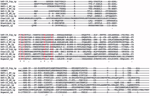 Figure 2. Sequence similarity between DNA transposons and CGGBP1 indicates a common origin. A sequence alignment of CGGBP1 against Charlie group of hAT transposases suggests that CGGBP1 evolved from the DBD of these transposases. Interestingly, the two cysteine and histidine residues constituting the C2H2 domain are conserved across all the sequences analysed, suggesting an evolutionary pressure to preserve the DBD.