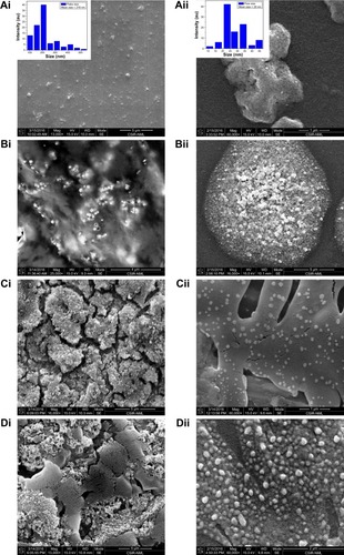 Figure 4 SEM images of (Ai) CL-graphene, (Bi) CL-graphene-Ag, (Ci) CL-graphene-IO and (Di) CL-graphene-HA.Notes: Aii–Dii are magnified images of Ai–Di.Abbreviations: SEM, scanning electron microscopy; CL, collagen; Ag, silver; IO, iron oxide; HA, hydroxyapatite.
