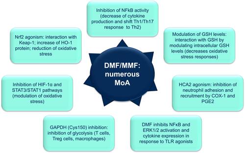 Figure 4 Proposed mechanisms of action of dimethyl fumarate/monomethyl fumarate (DMF/MMF).