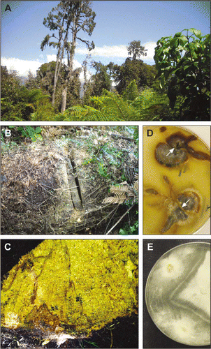 Figure 1  Basidiomycete decay study in a South Island west coast dense lowland rimu forest. A, Study site 1.5 km southwest of Hannah's Clearing 10 years after the destructive storm. B, Fallen rimu study tree with a partially cut sample disc quadrant. C, Portion of extracted sample quadrant showing characteristic decay texture of Ganoderma cf. applanatum over most of the face (stem exterior is at bottom of image); brown zone lines (transected pseudosclerotial plates) delineate boundaries of separate vegetative compatibility groups (vcgs, treated as discrete mycelia) within the decayed wood. D, E, Cultures of basidiomycete decay fungi isolated from study trees paired on 2% malt agar in order to distinguish vcgs (plates are 9 cm in diameter). D, Armillaria novae-zelandiae: an incompatibility separation zone accompanied by a brown line (arrowed) indicates that the isolates in each of these two pairings belong to separate groups (those belonging to a common group merged evenly without a barrier line). E, Ganoderma cf. applanatum: the dense barrier line denotes two groups (individual mycelia) among these three mutually paired cultures.