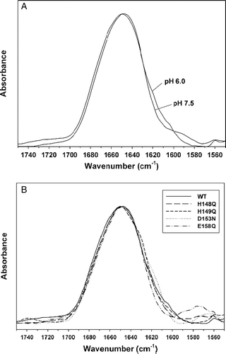 Figure 7.  Secondary structure measurements. (A) ATR-FTIR spectra were recorded from thin films obtained by slowly evaporating a sample containing 10 µg of peptide145–164 (at pH 7.5 or 6.0, as indicated in the Figure) on an attenuated total reflection element. The samples were rehydrated by flushing D2O-saturated N2 for 30 min at room temperature. (B) The wild-type spectrum was compared with the spectra obtained, at pH 6.0, for the mutants H148Q, H149Q, D153N and E158Q, as indicated in the Figure.